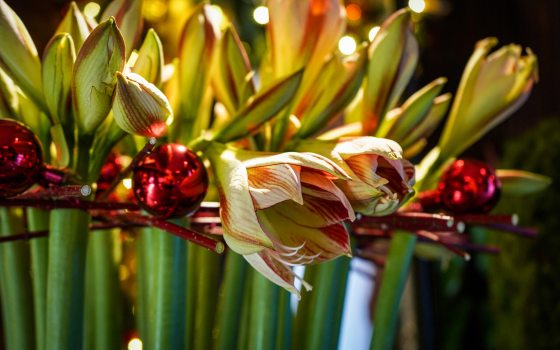 amarylis plant with red christmas balls around them
